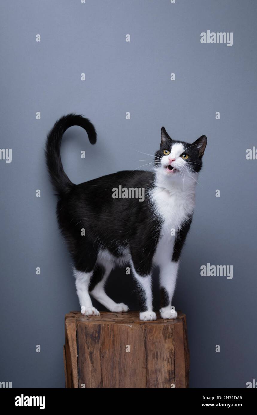 curious calico cat standing on wooden pedestal with tail up, full body shot, meowing with mouth open on gray background with copy space Stock Photo