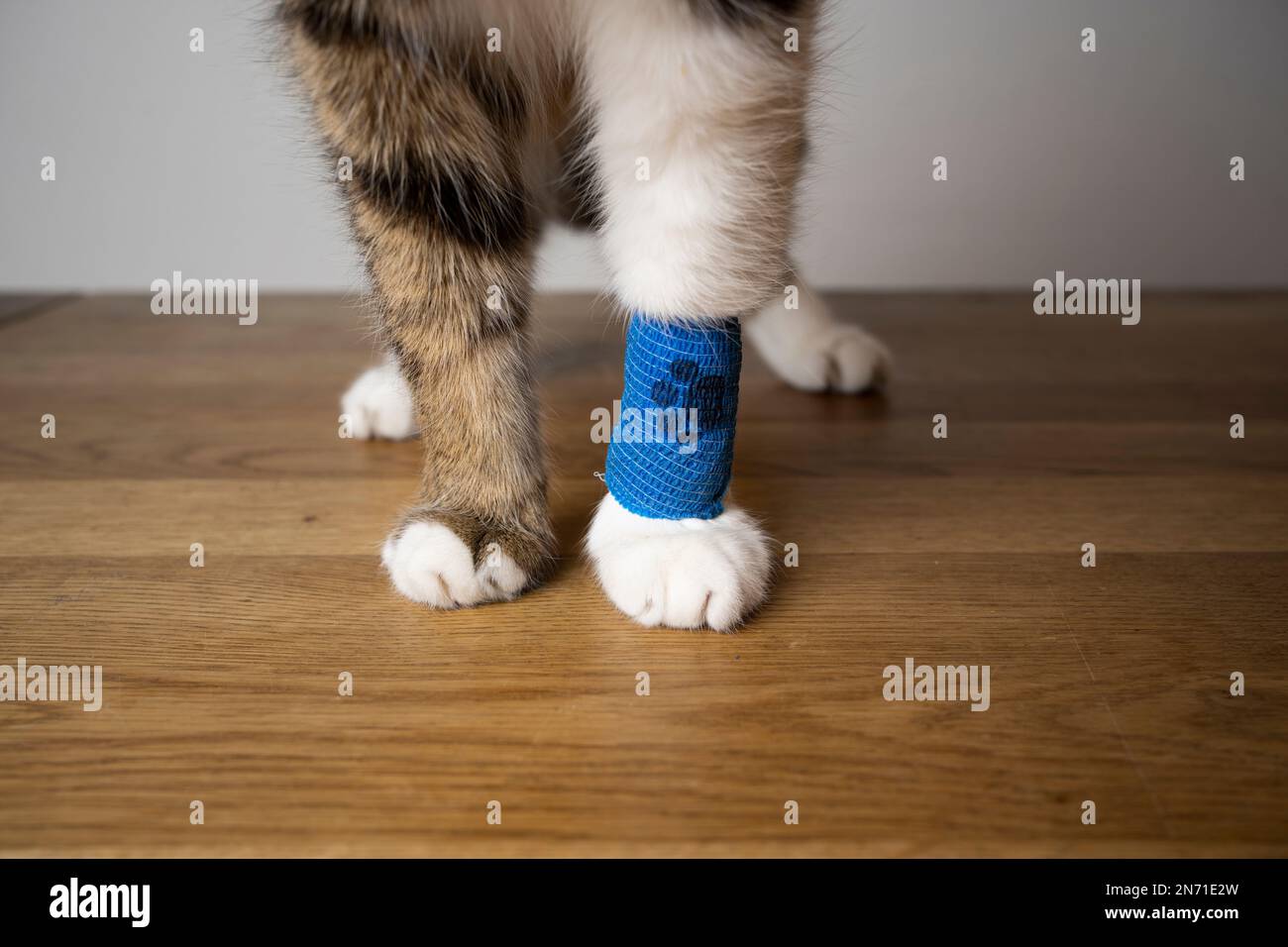 Fluffy Cat paws with blue medical bandage after the vet visit, copy