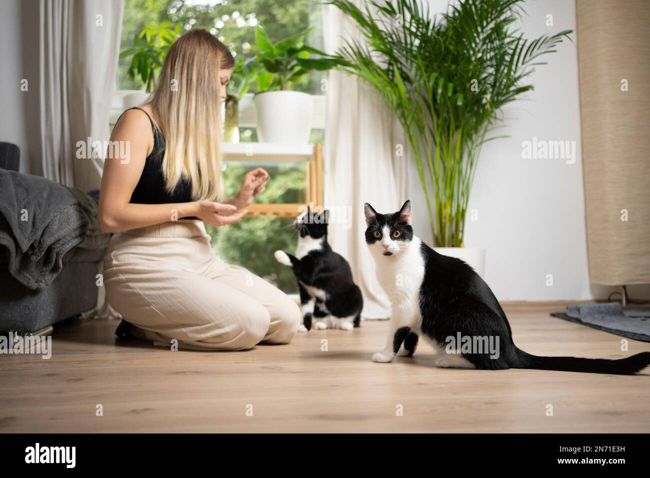 young blonde woman kneeling on the floor feeding one cat while another cat is waiting Stock Photo