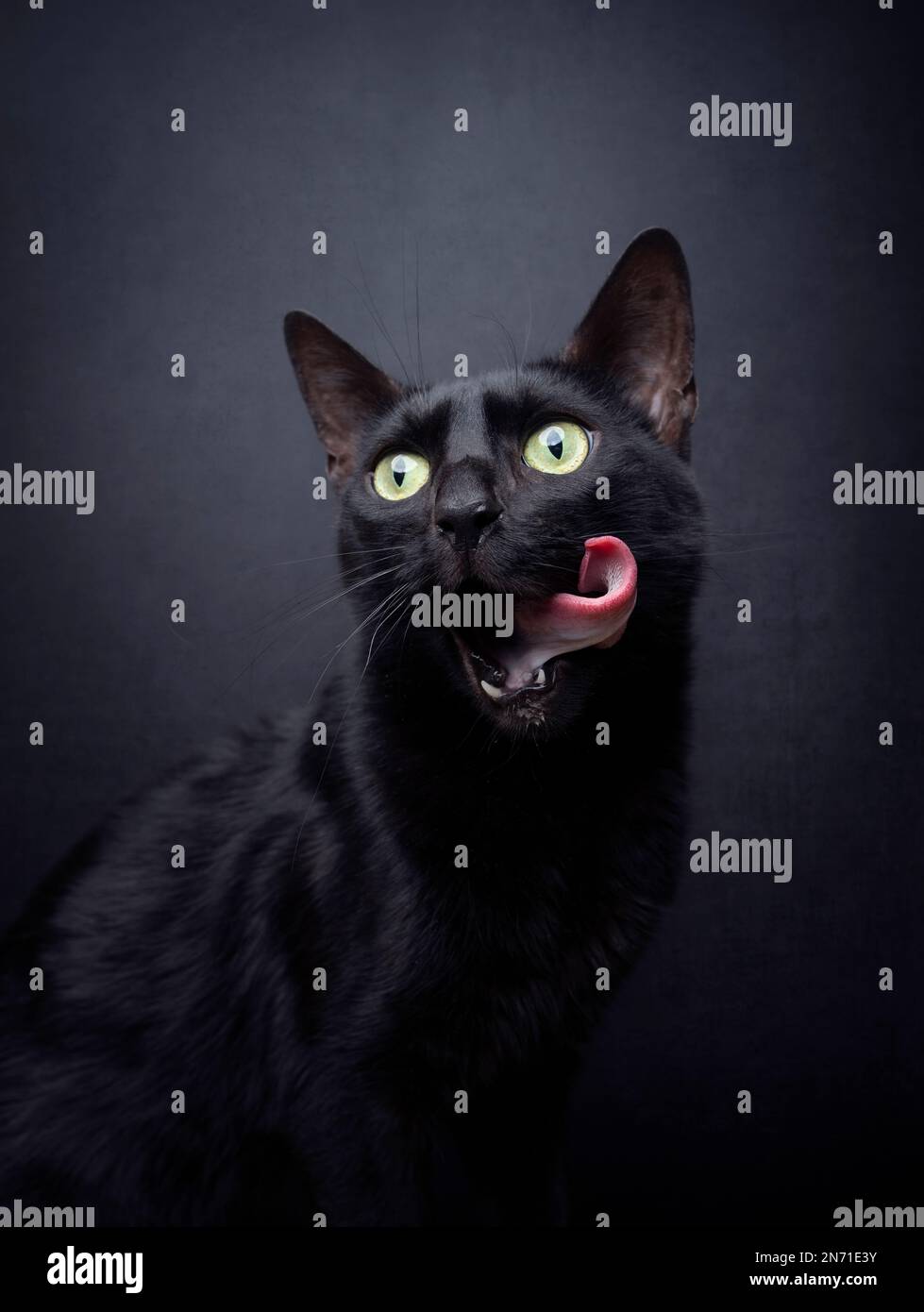 black cat on black background with hungry eyes mouth licking portrait
