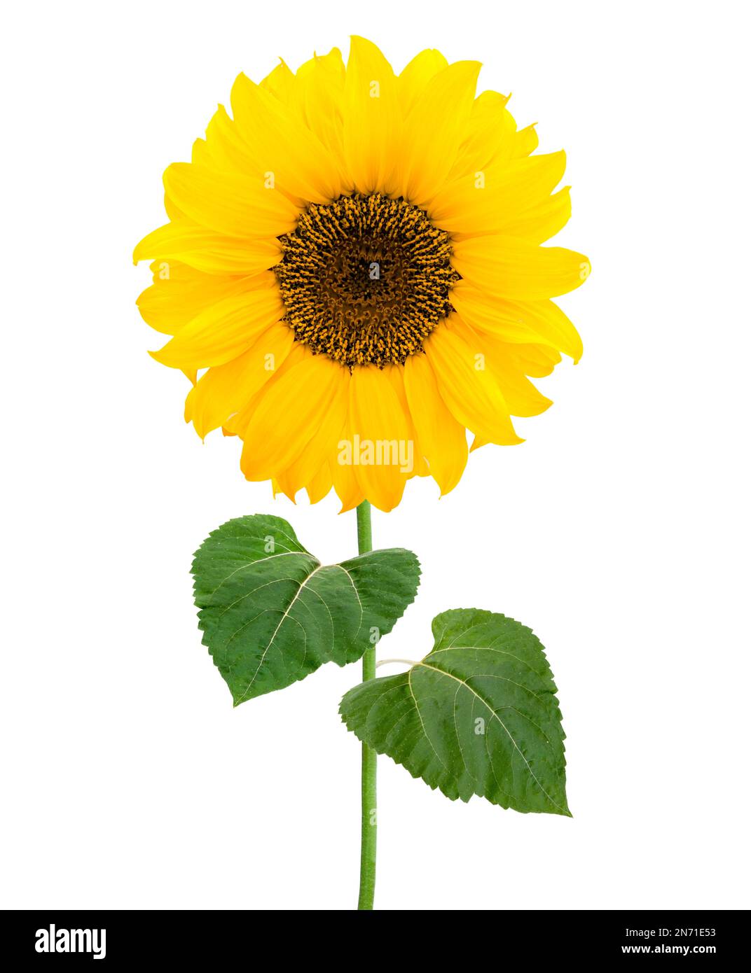Sunflower with green leaves isolated Stock Photo