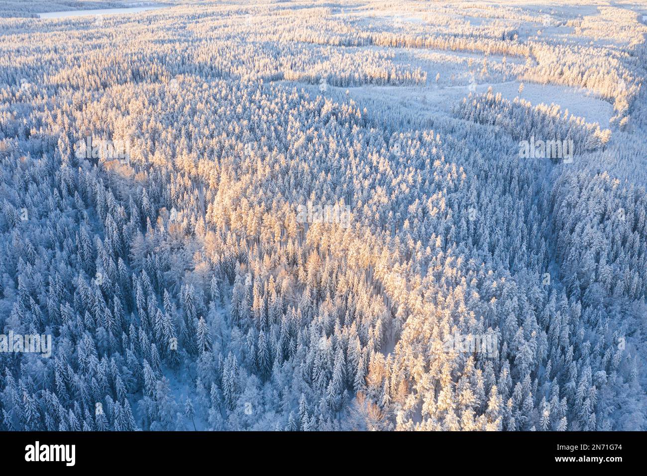 Aerial view of snow covered forest, Grano, Vasterbotten, Sweden Stock Photo