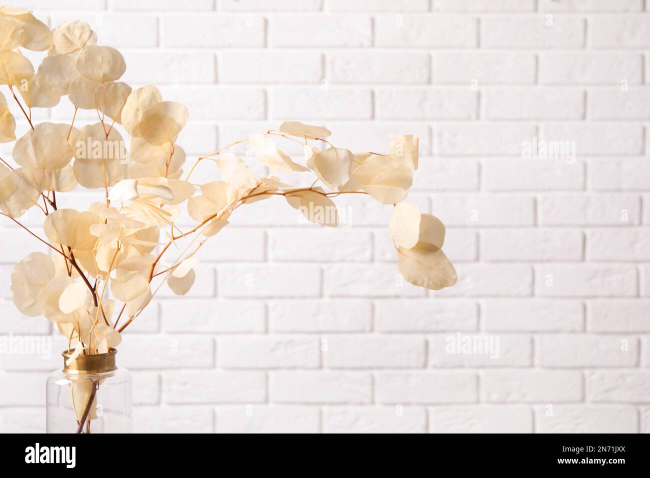 Dried eucalyptus branches in vase against white brick wall Stock Photo