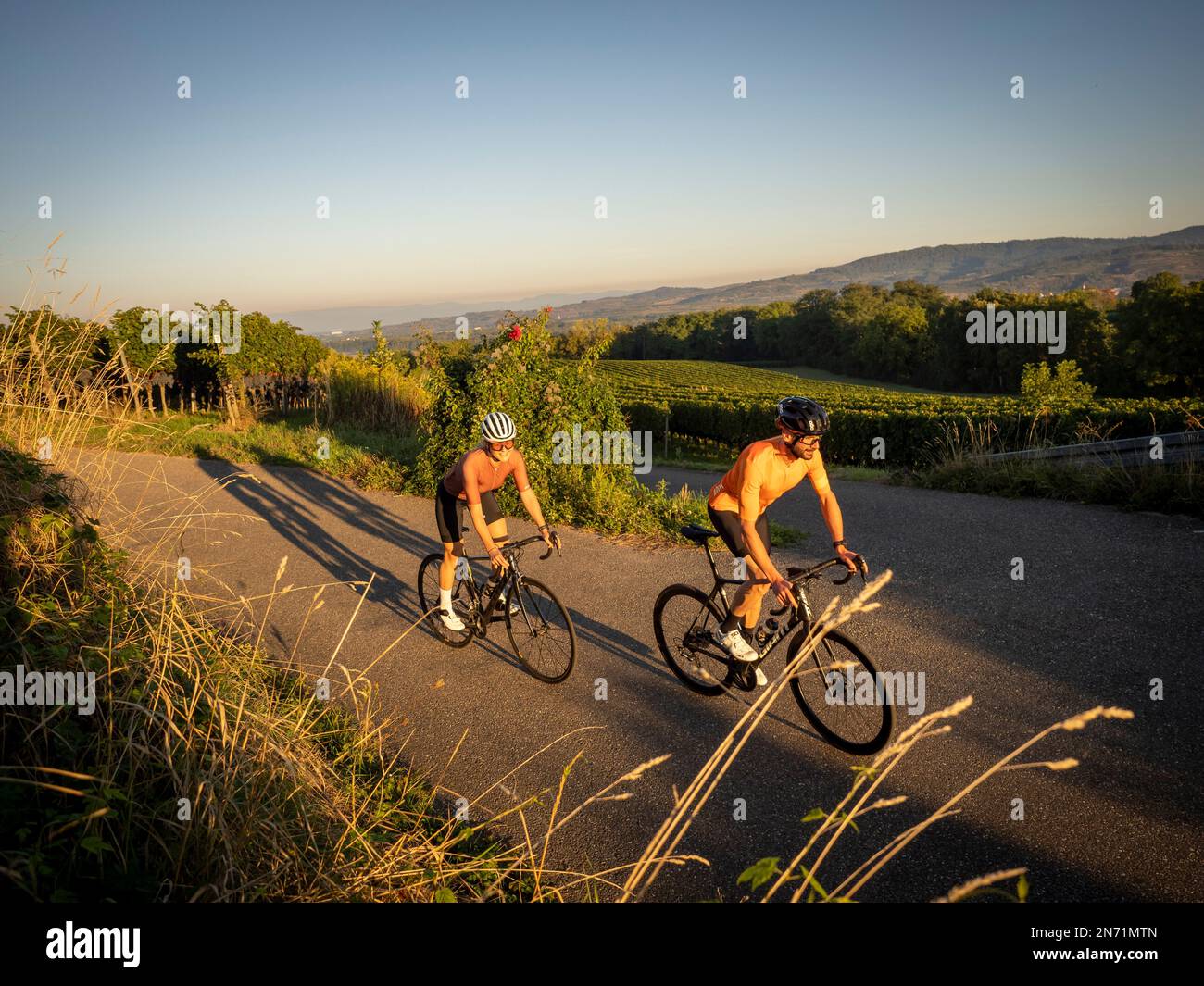 Signposted Road cyclists on vineyard paths in Tuniberg - on the signposted ...