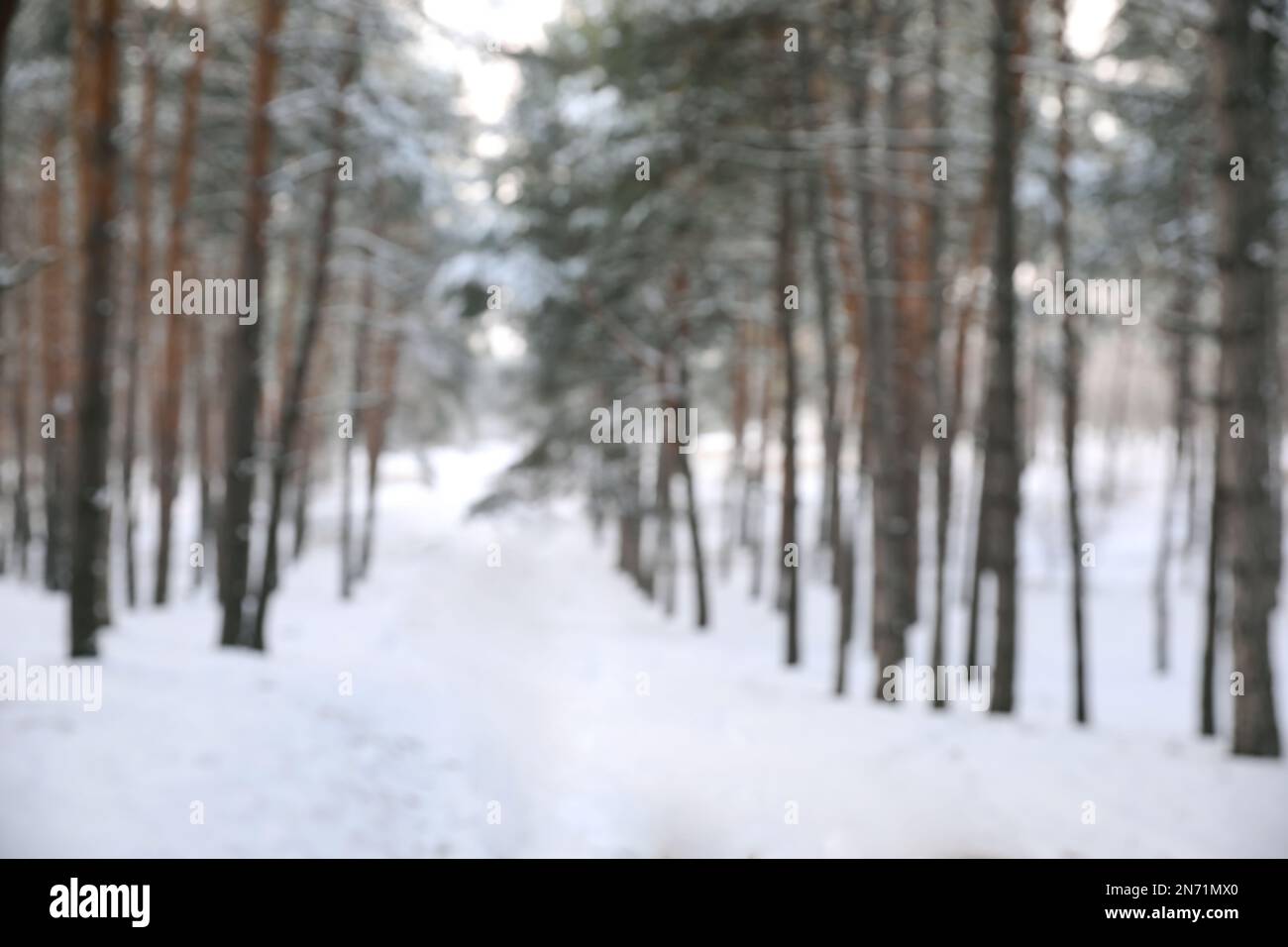 Beautiful snowy forest hi-res stock photography and images - Alamy