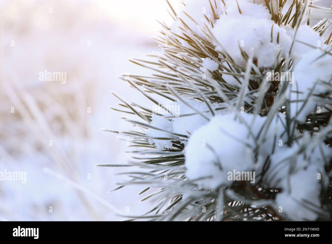 Conifer tree branch covered with hoarfrost and snow outdoors on winter ...