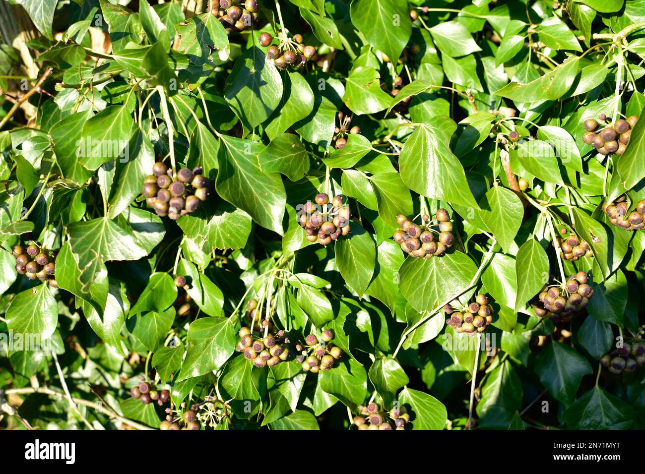 A clinging ivy, hedera helix, plant with bunches of berries hanging down Stock Photo