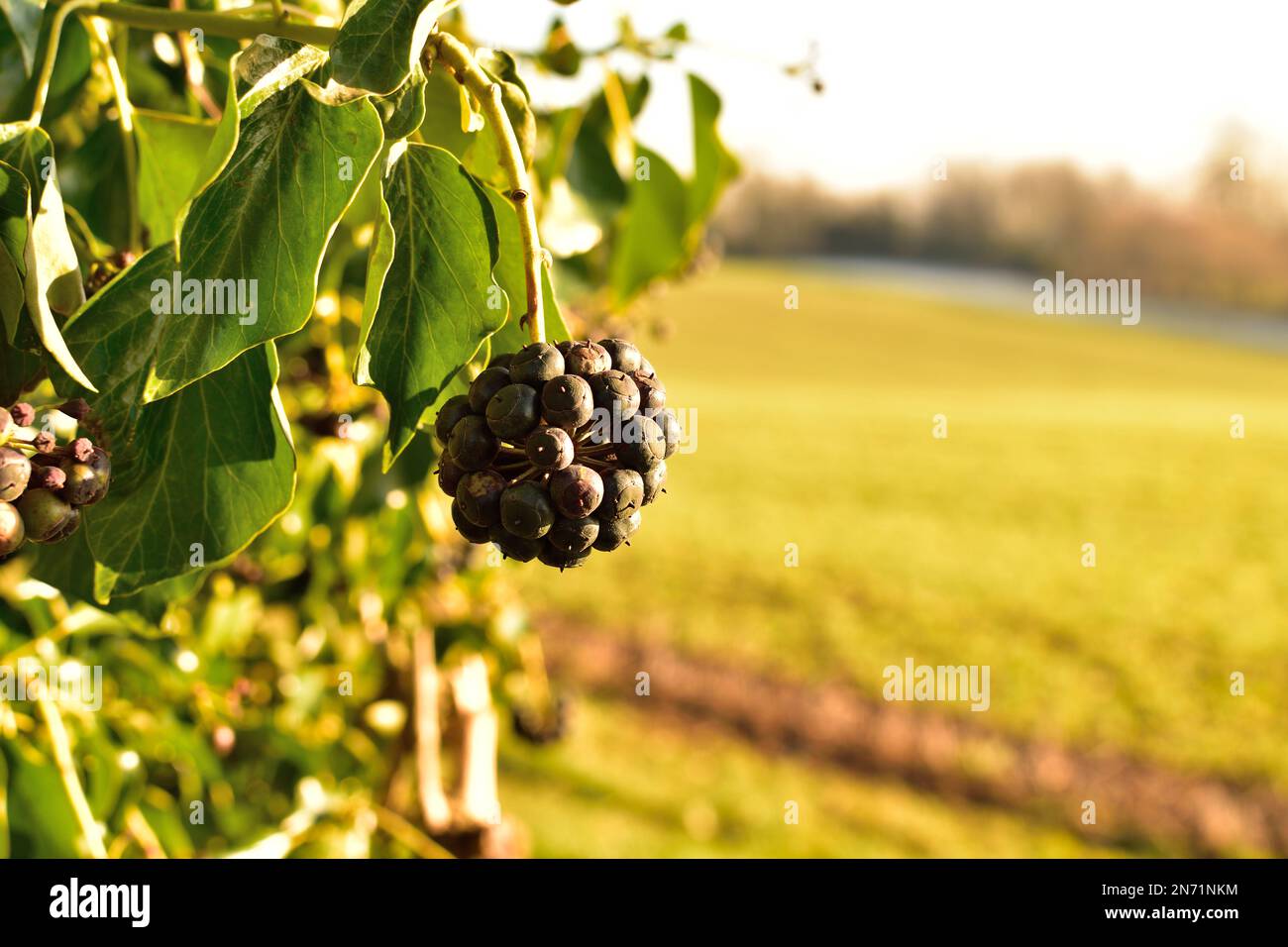 Ivy, hedera helix, berries hanging from a bush Stock Photo