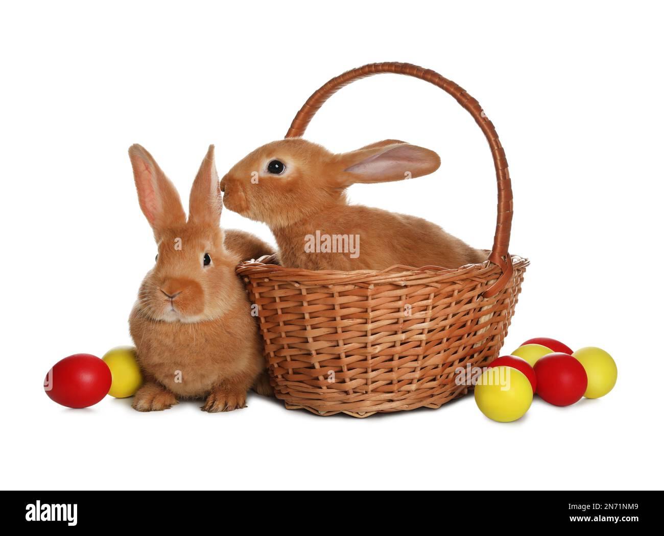 Adorable furry Easter bunnies and wicker basket with dyed eggs on white ...