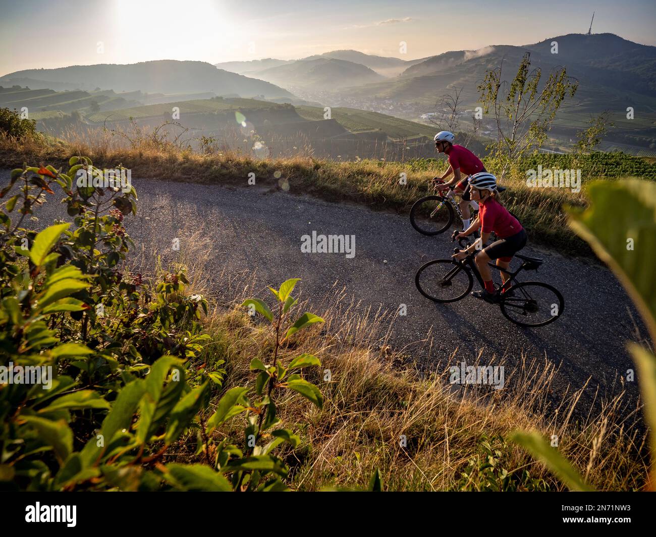 Curves, serpentines and vineyard terraces at the Mondhalde, Kaiserstuhl Stock Photo