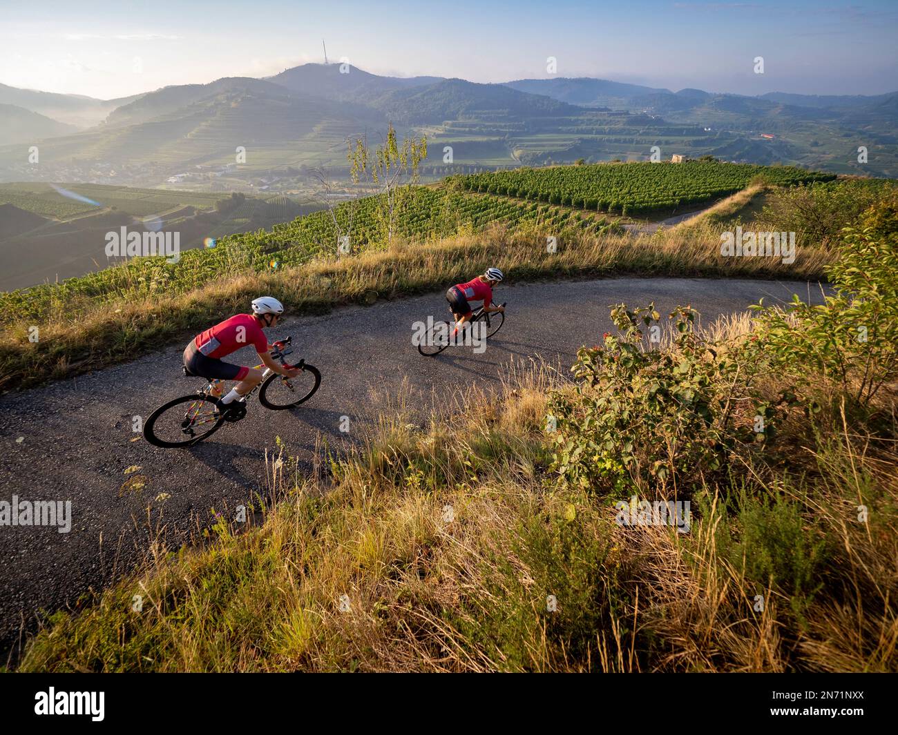 Curves, serpentines and vineyard terraces at the Mondhalde, Kaiserstuhl Stock Photo