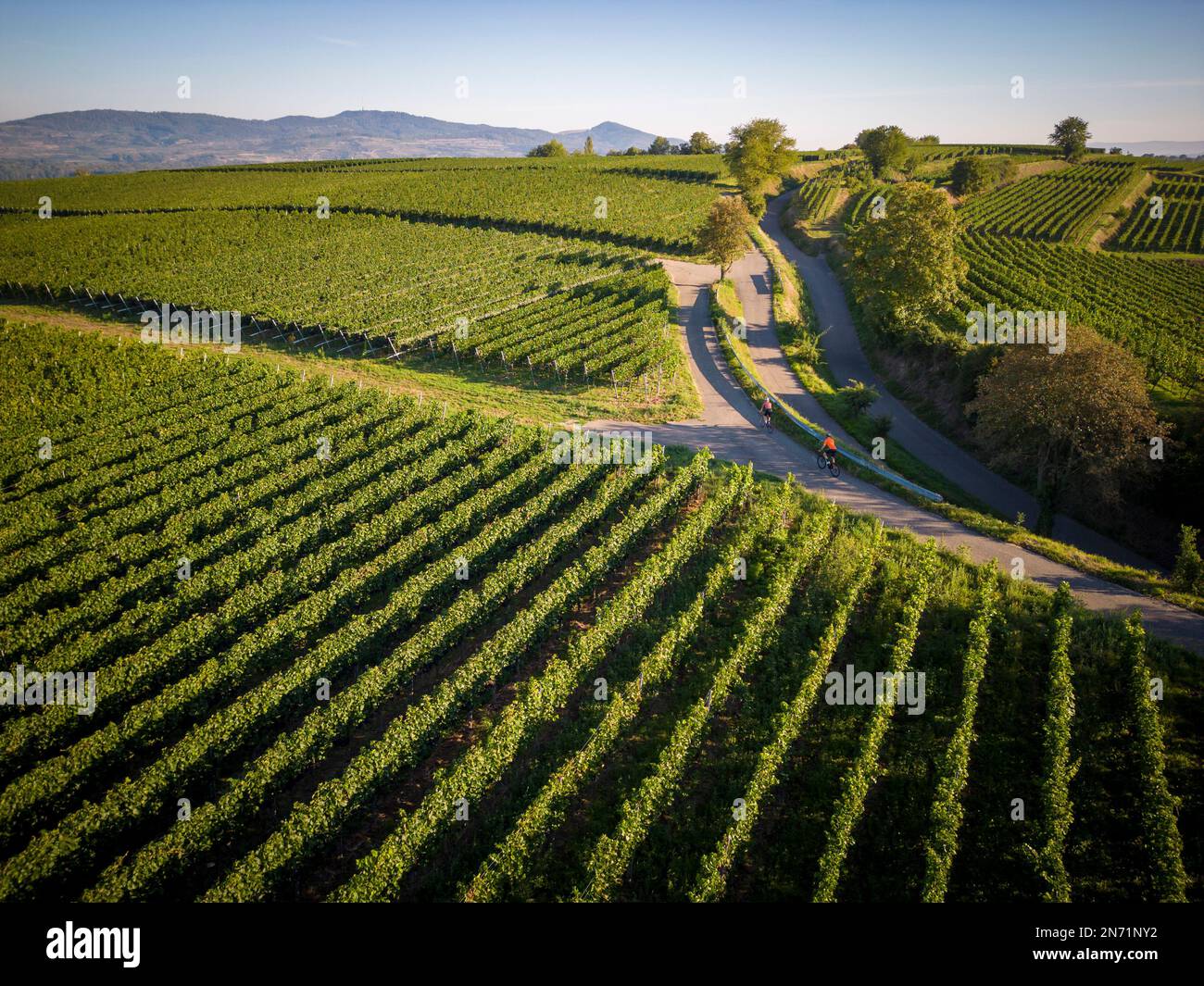 Road cyclists on vineyard paths in Tuniberg - on the signposted Tuniberg  Höhenweg bike path between Gottenheim and Merdingen,  Breisgau-Hochschwarzwald district, Baden-Württemberg, Germany. In the  background the Kaiserstuhl Stock Photo - Alamy