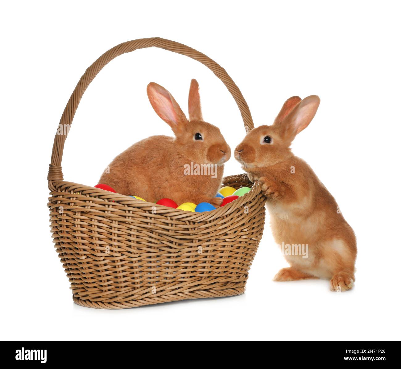 Adorable furry Easter bunnies and wicker basket with dyed eggs on white ...