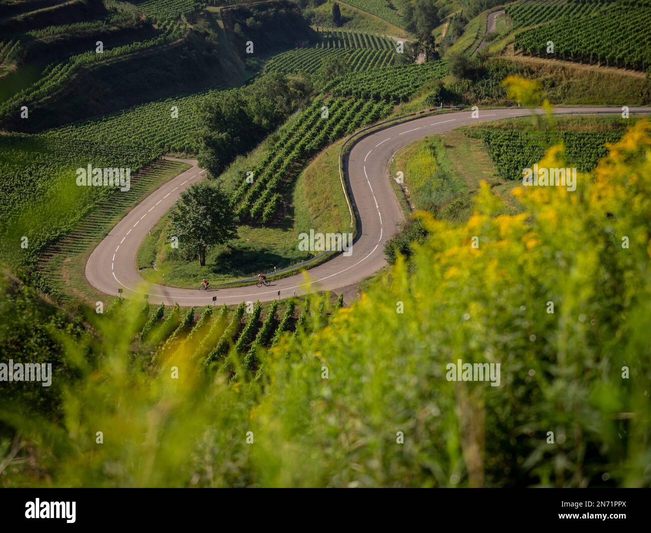 Curves, serpentines and vineyard terraces at Texaspass, Kaiserstuhl Stock Photo