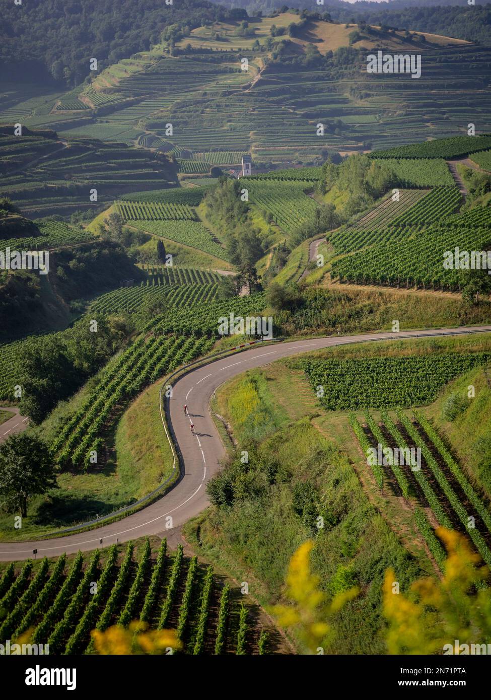 Curves, serpentines and vineyard terraces at Texaspass, Kaiserstuhl Stock Photo