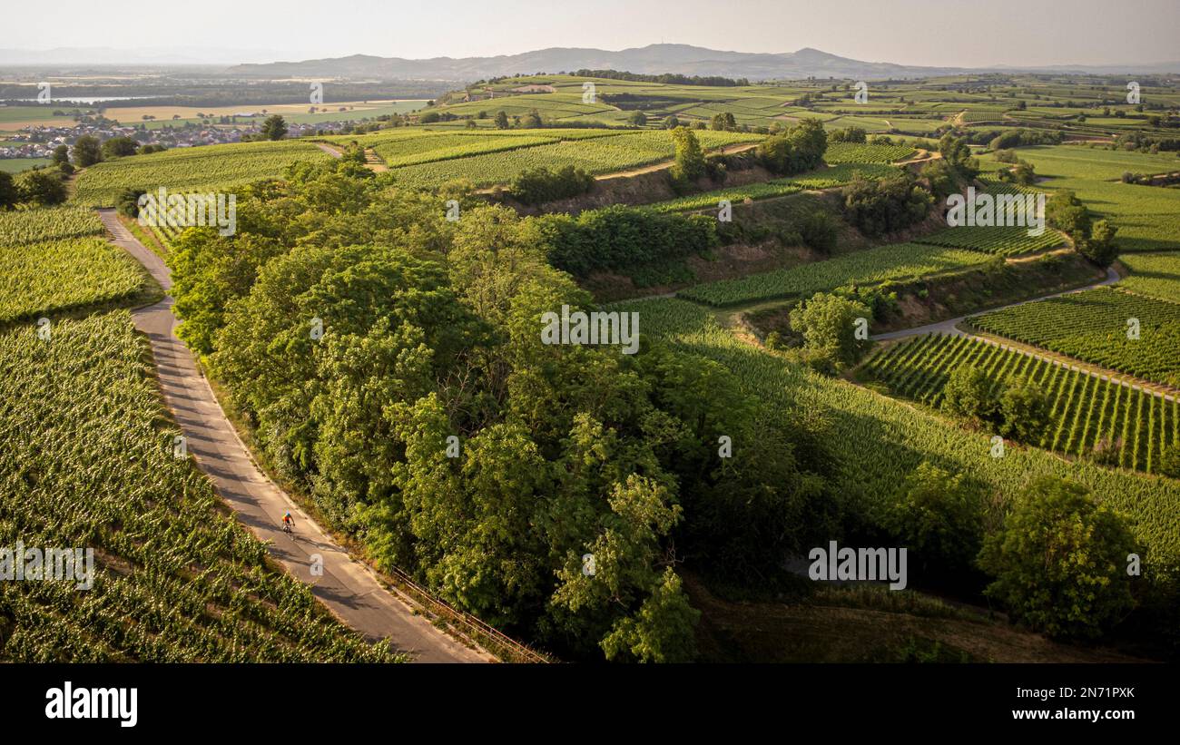 Racing cyclist in the vineyards of the Tuniberg near Freiburg. Stock Photo