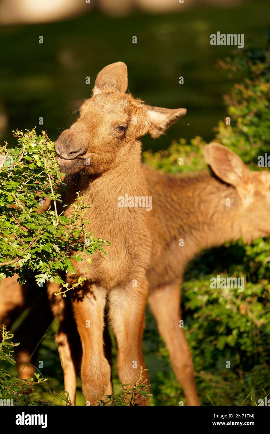 Baby moose, elk, Alces alces Stock Photo