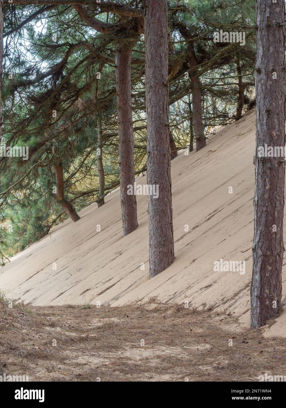 Pine trees slowly being encroached upon by the shift sands of the wind blown dunes Stock Photo