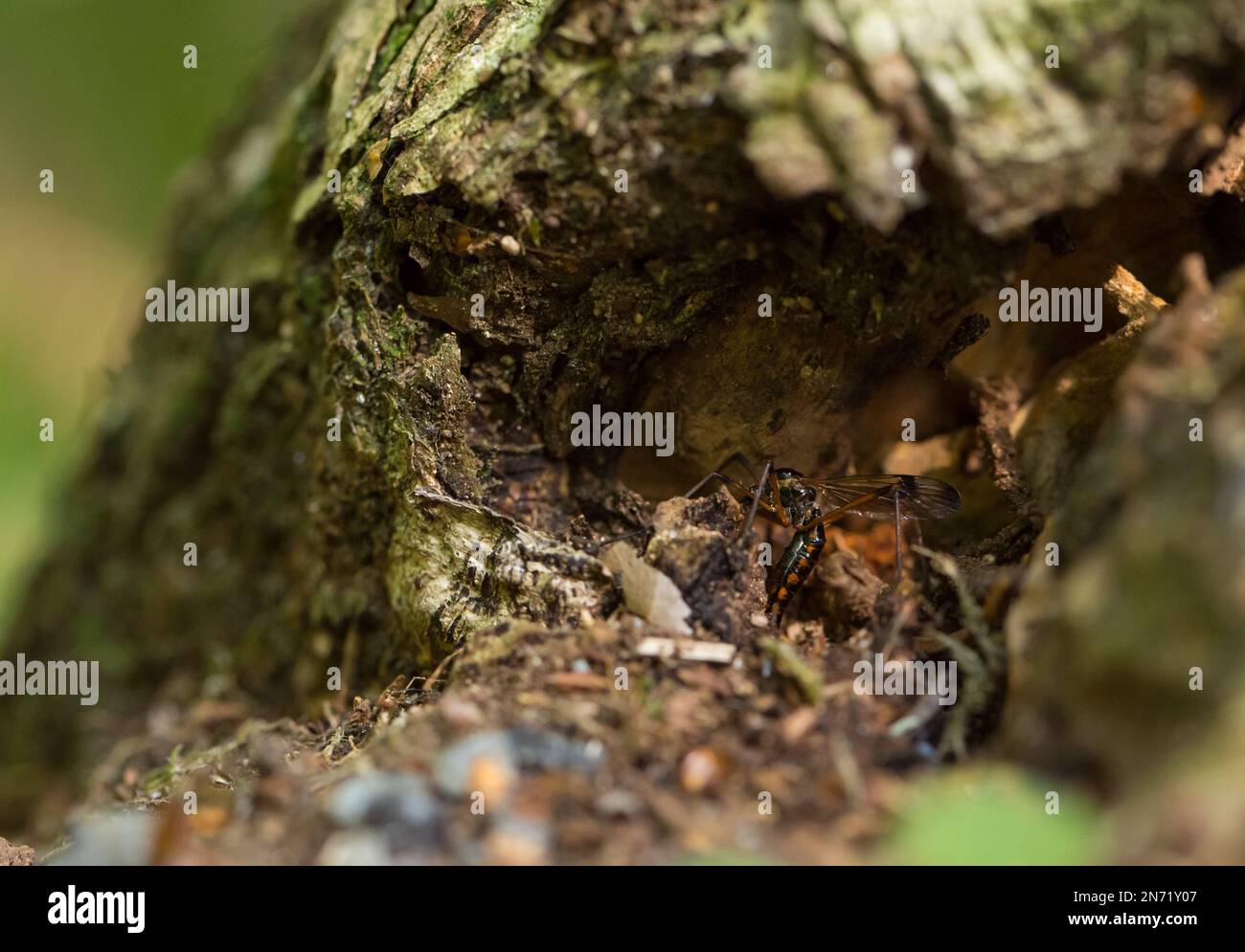 Crane-fly female laying eggs, oak forest, Finland (Dictenidia bimaculata) Stock Photo