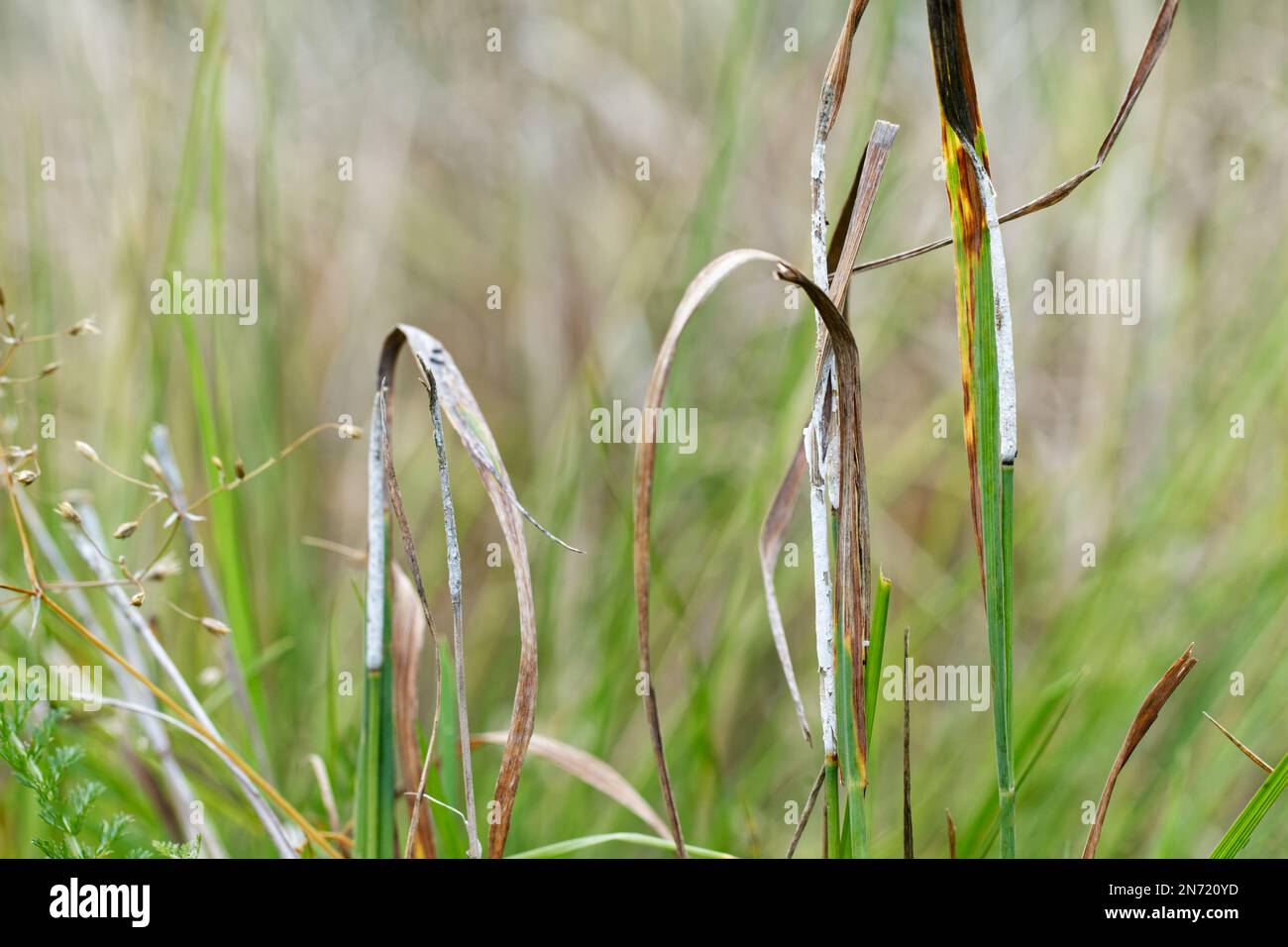 Grass choke fungus (Epichloë typhina) growing on a wild meadow Stock Photo