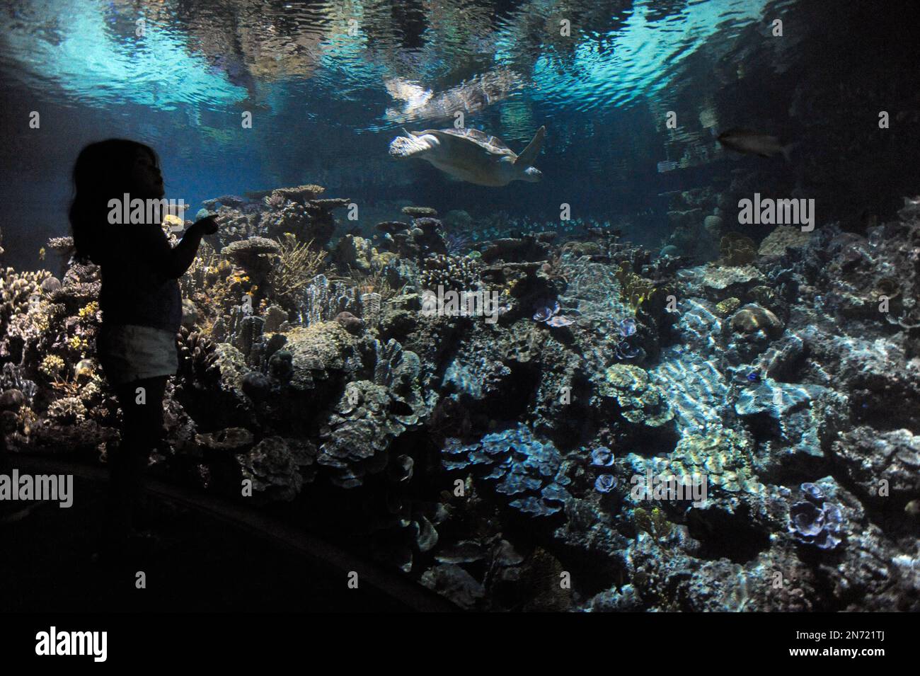 A child observes "Calypso," a sea turtle, at the National Aquarium's