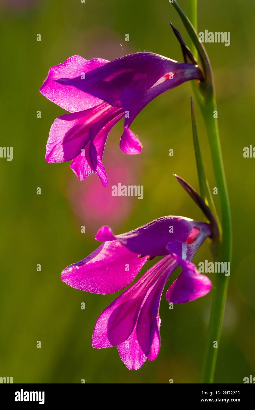 Marsh victorywort, marsh gladiolus, Gladiolus palustris, Stock Photo