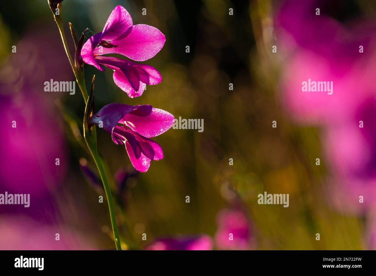 Marsh victorywort, marsh gladiolus, Gladiolus palustris, Stock Photo