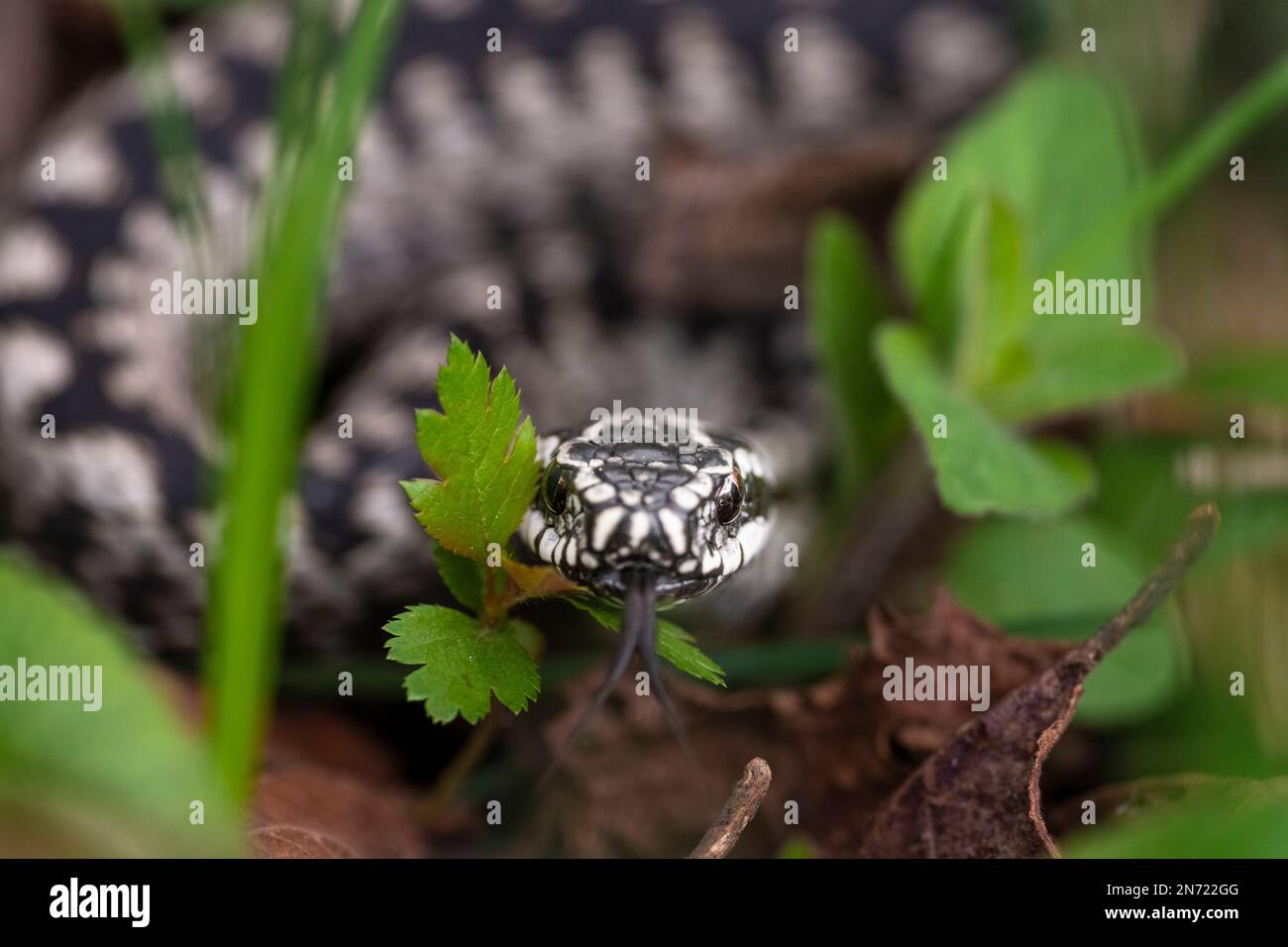 Close up male adder hi-res stock photography and images - Alamy