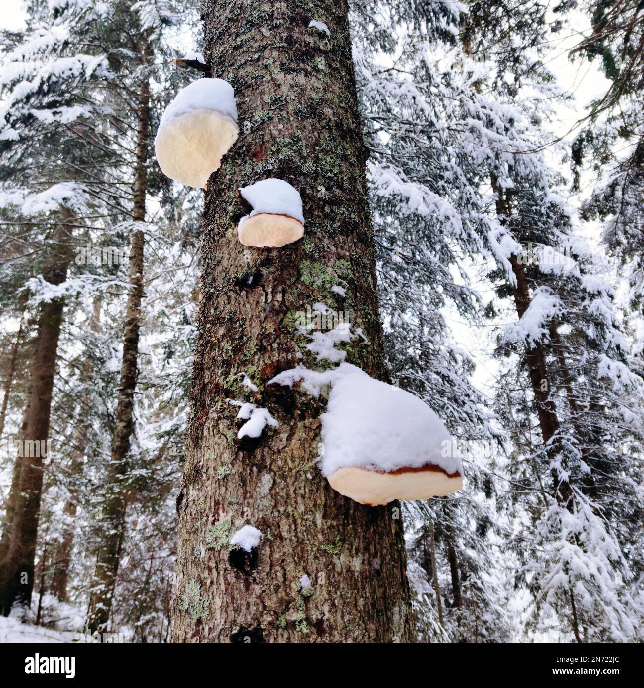 Tree mushrooms with snow hoods on spruce trunk Stock Photo
