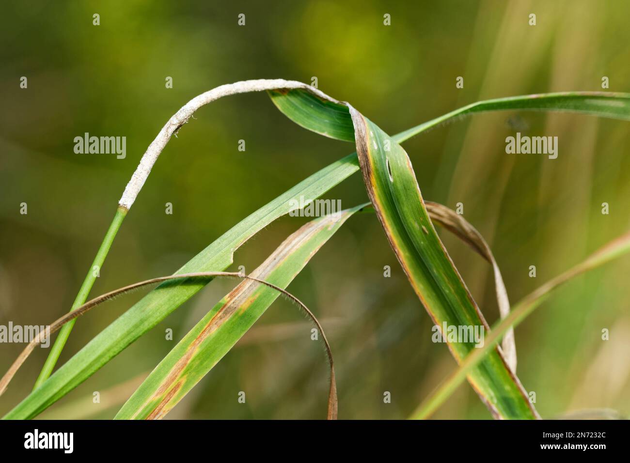 Choke Grass Versions For Canines photo