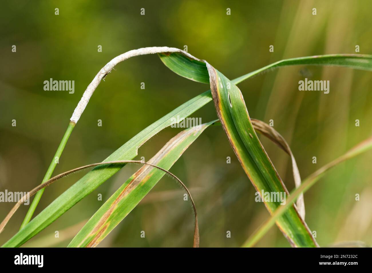 Grass choke fungus (Epichloë typhina) growing on a wild meadow Stock Photo