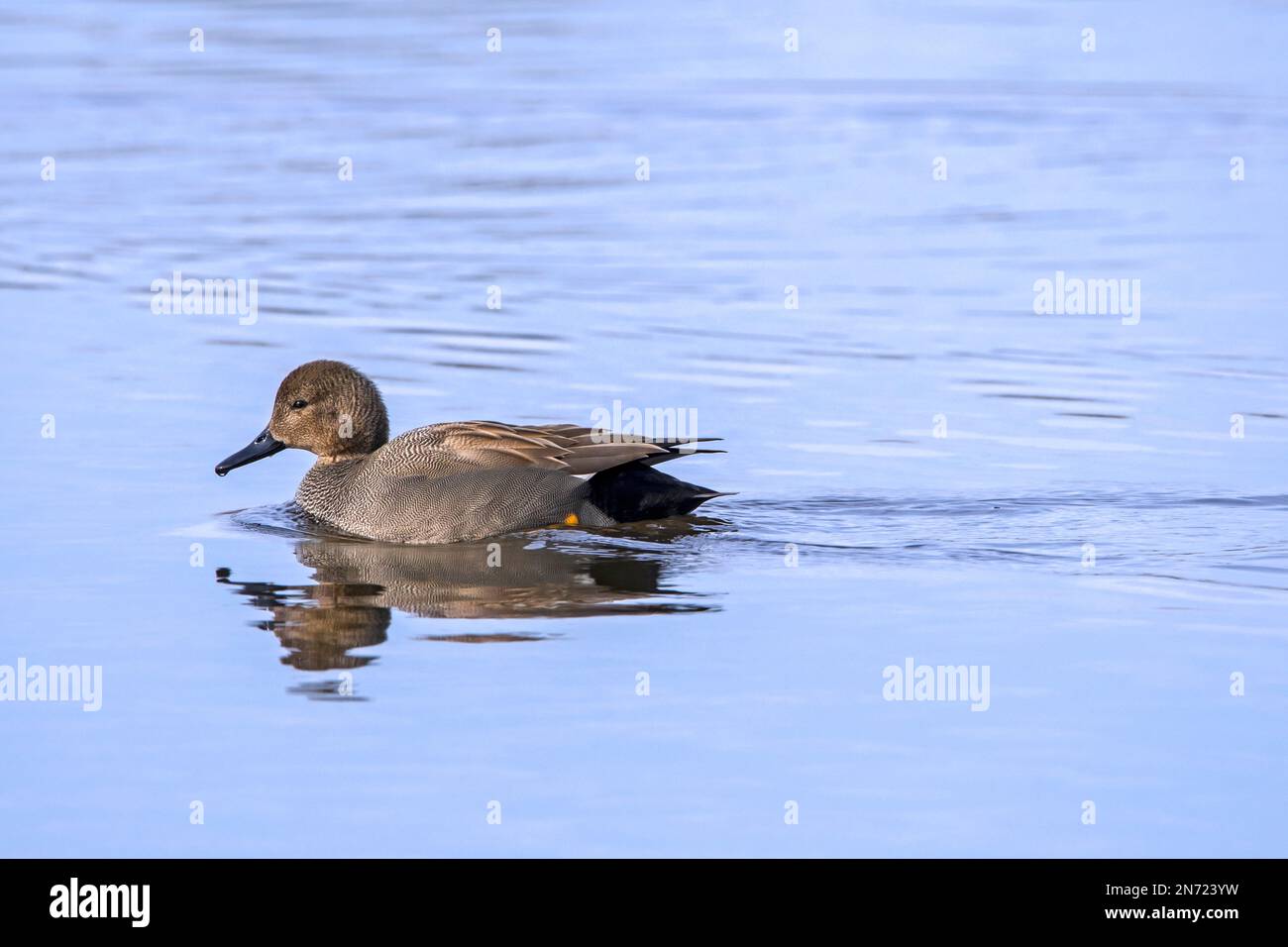 Gadwall (Mareca strepera / Anas strepera) male / drake dabbling duck swimming in pond in winter Stock Photo