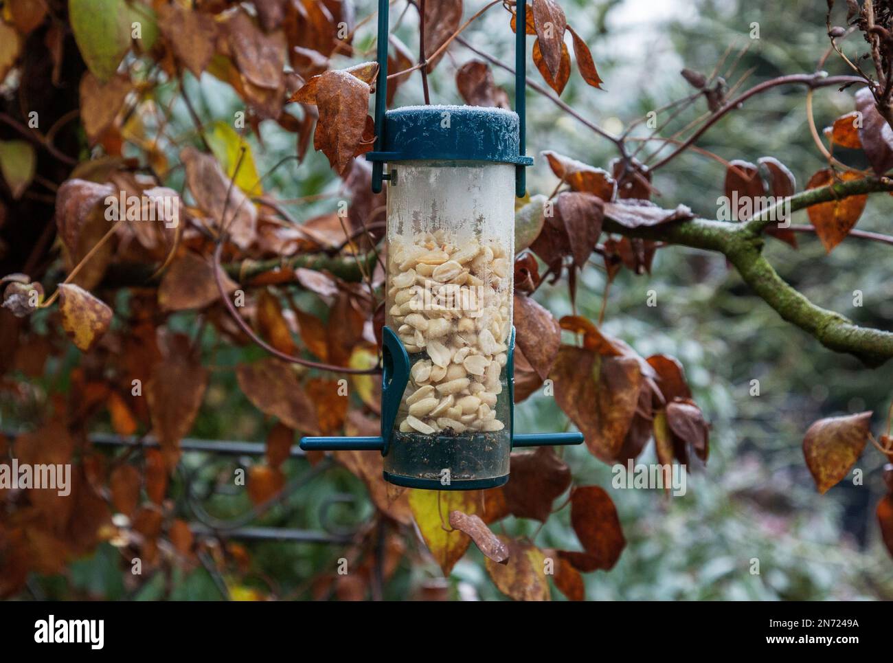 Bird feeding in winter, feeder, peanuts, nature, seasons, autumn, leaves on a bush, leaf color, plant life, flora, wildlife, fauna, birds Stock Photo