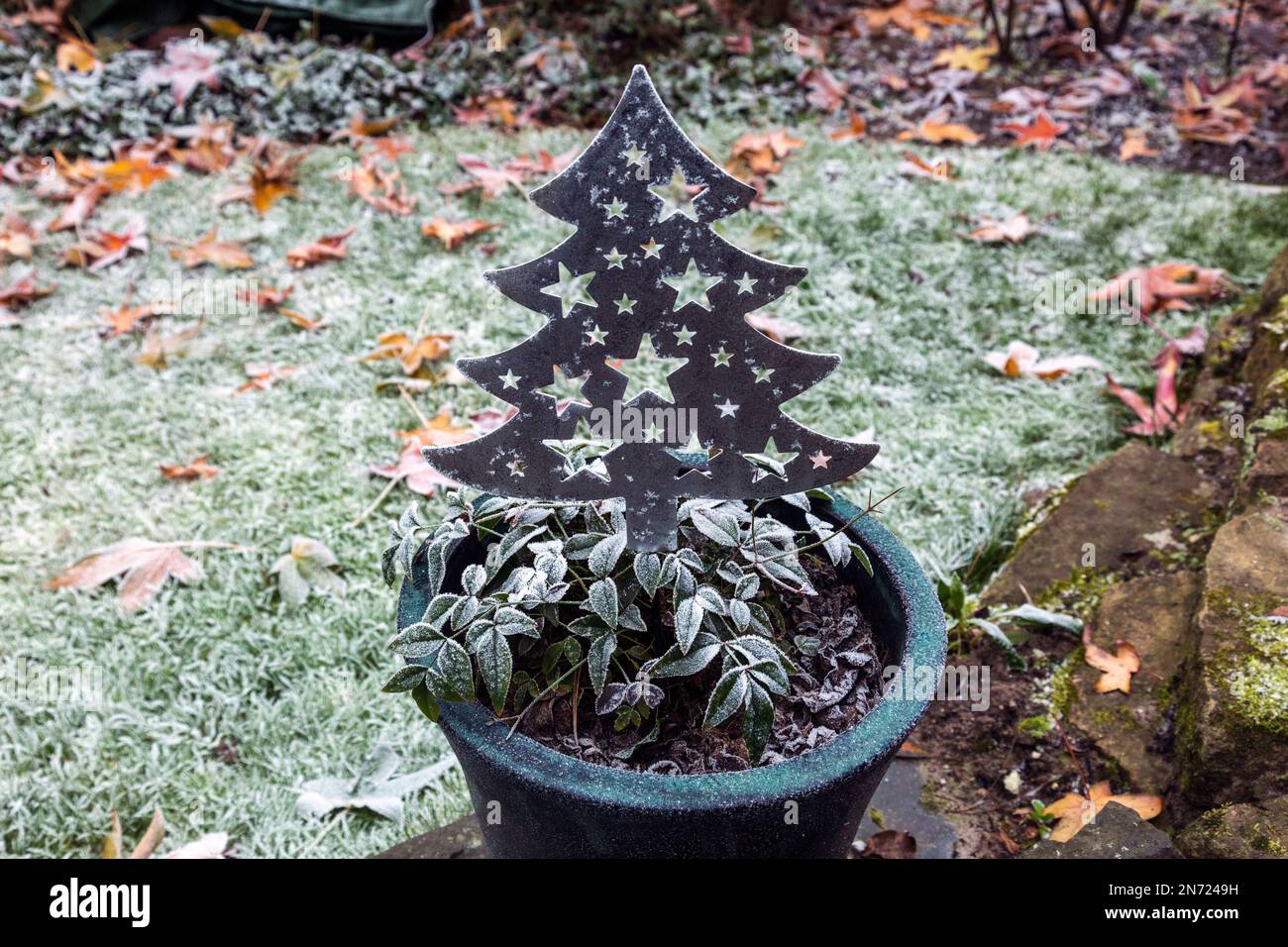 Nature, seasons, autumn, autumn color, winter, cold, plant world, flora, plant and decoration fir tree in flower pot covered with hoarfrost, sky bamboo, Nandina domestica, Christmas, Christmas decoration Stock Photo