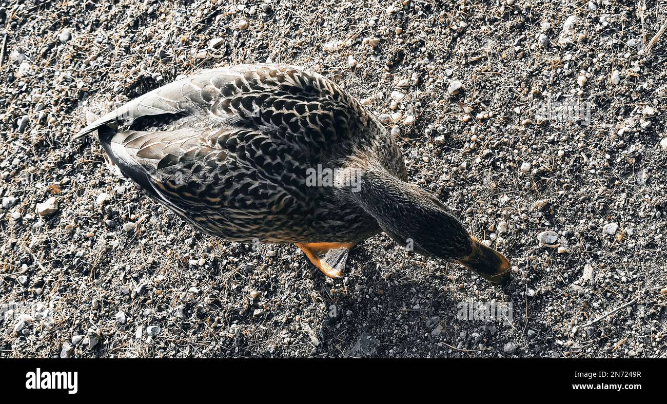 the gray-brown plumage of the mallard provides good camouflage on the gravel plain Stock Photo