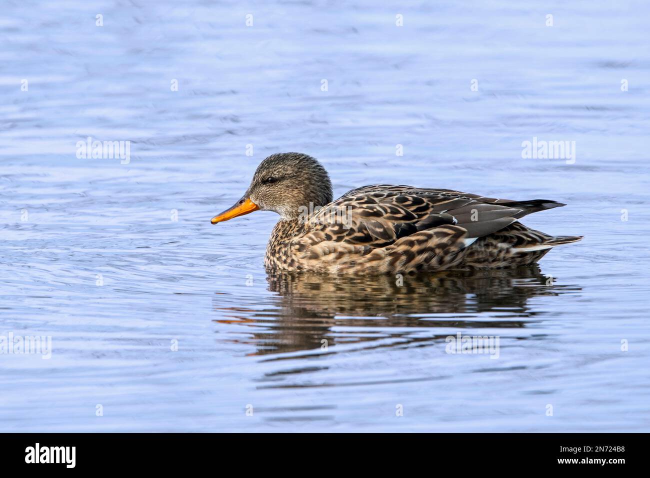 Gadwall (Mareca strepera / Anas strepera) female dabbling duck swimming in pond in winter Stock Photo