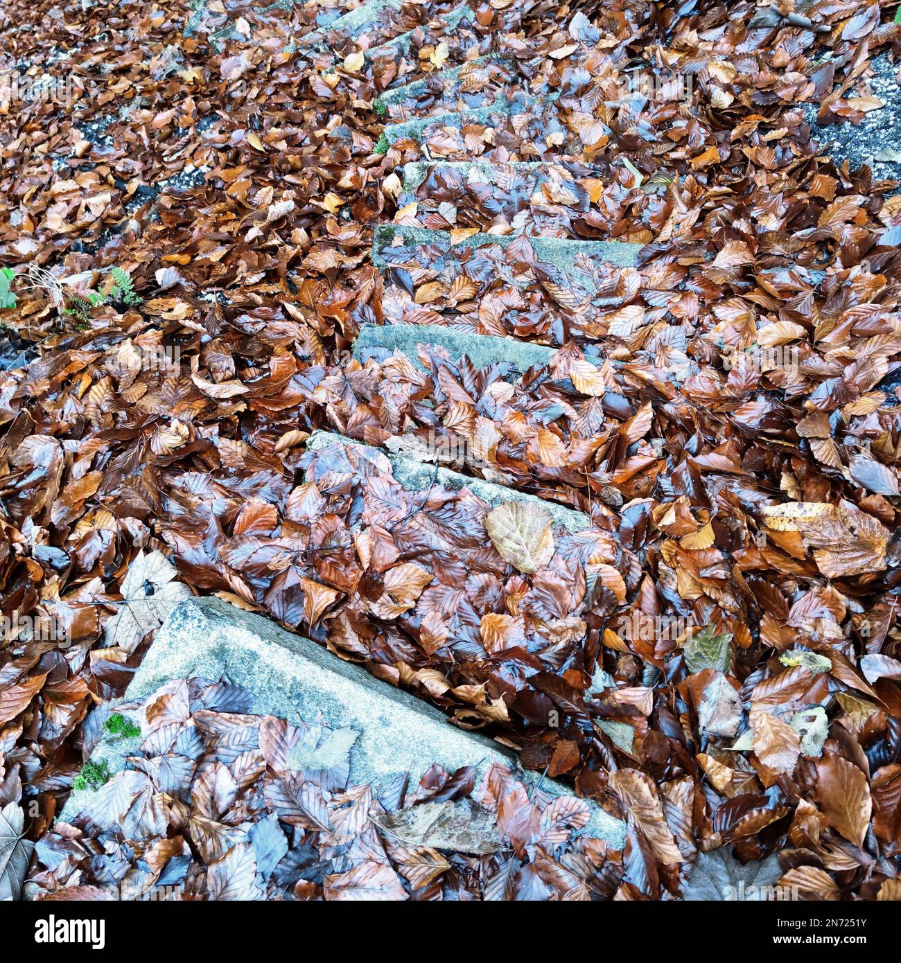 Danger of slipping due to wet leaves on stone steps at Heckenbachklamm