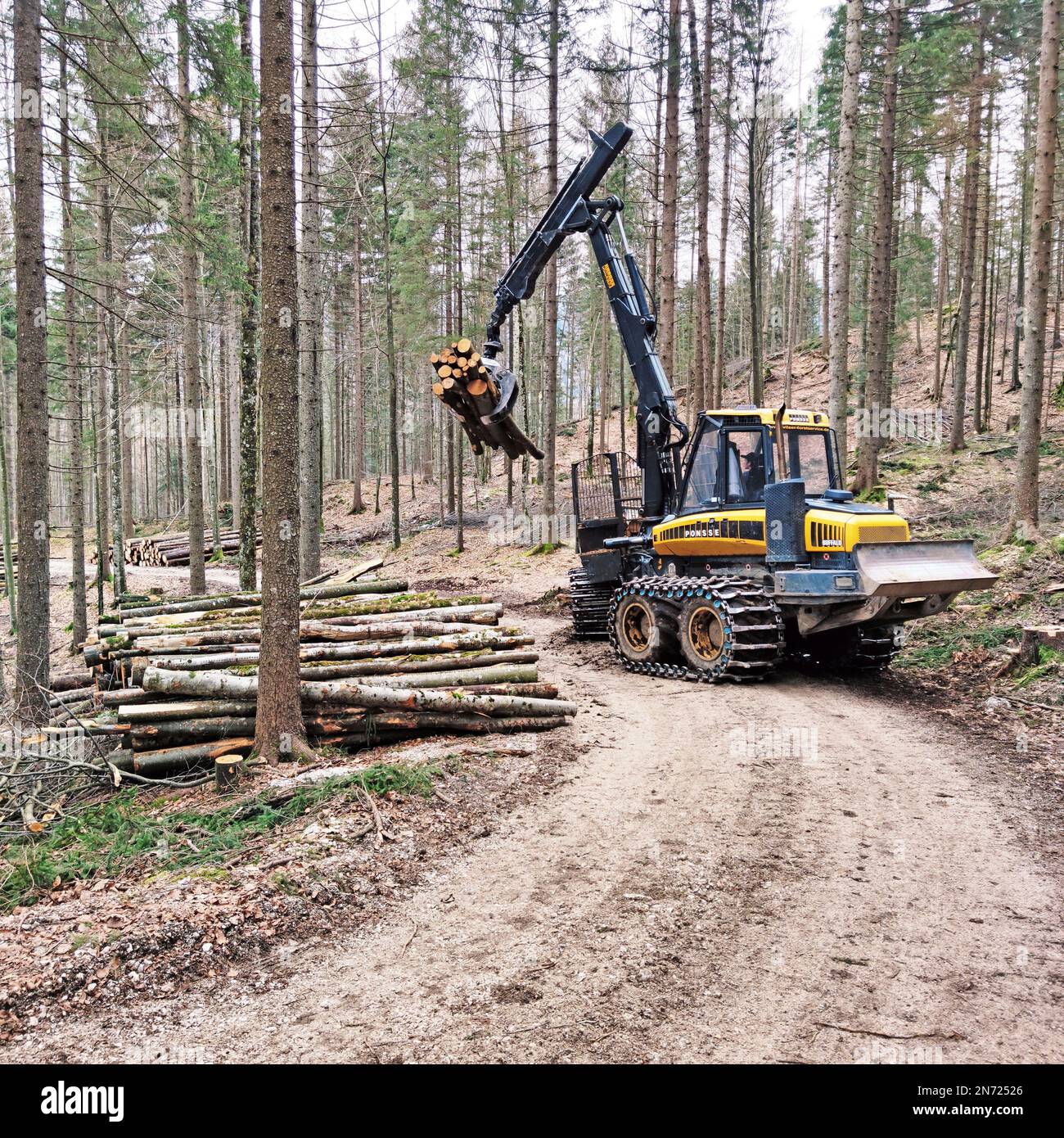 Forest work with a harvester machine for timber harvesting Stock Photo