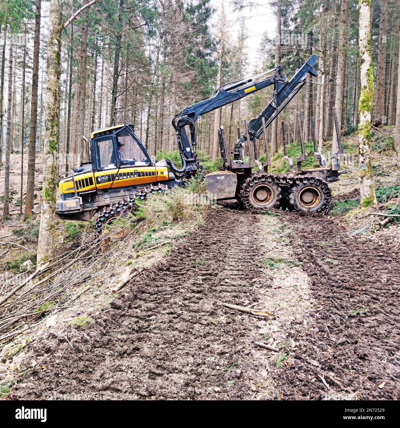 Forest work with a harvester machine for timber harvesting Stock Photo