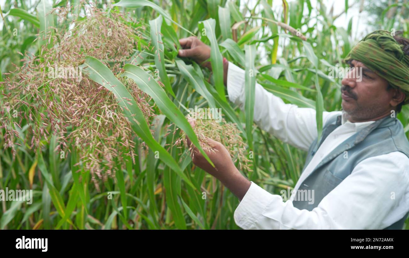 Asian farmer agronomist in millet or field checking crops