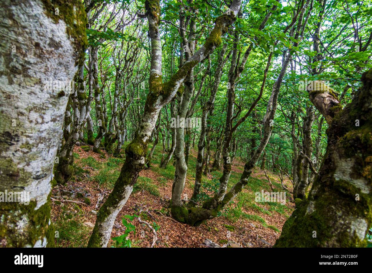 Vosges (Vogesen) Mountains, gnarled moss covered trees at mountain