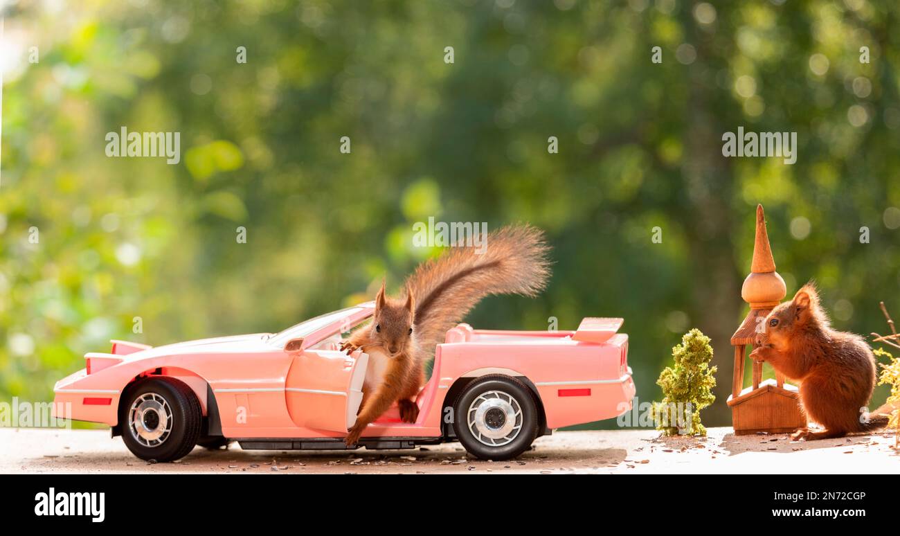 two young red squirrels in an pink car Stock Photo Alamy