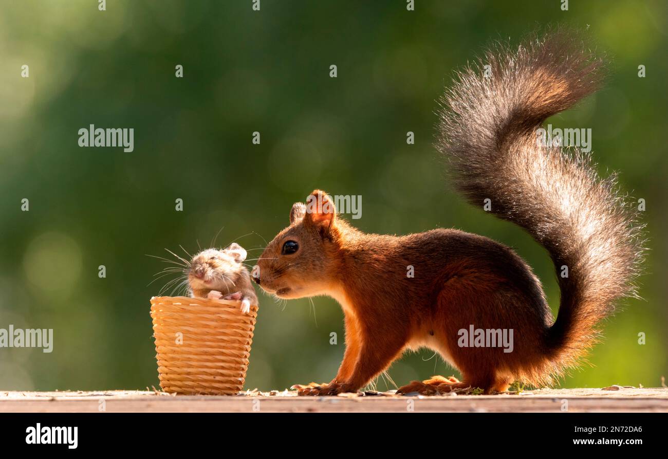 Tail of a mouse hi-res stock photography and images - Alamy