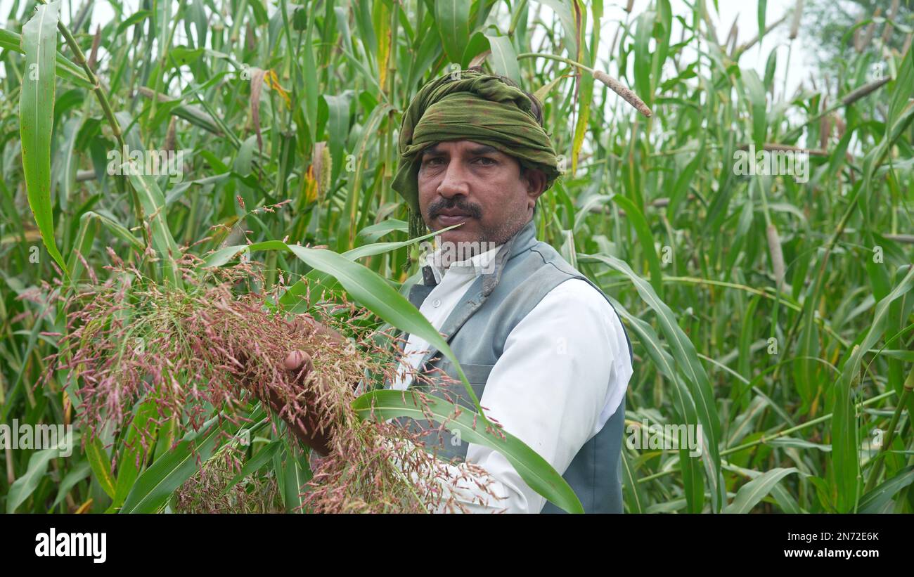 Young farmer agronomist in millet or field checking crops