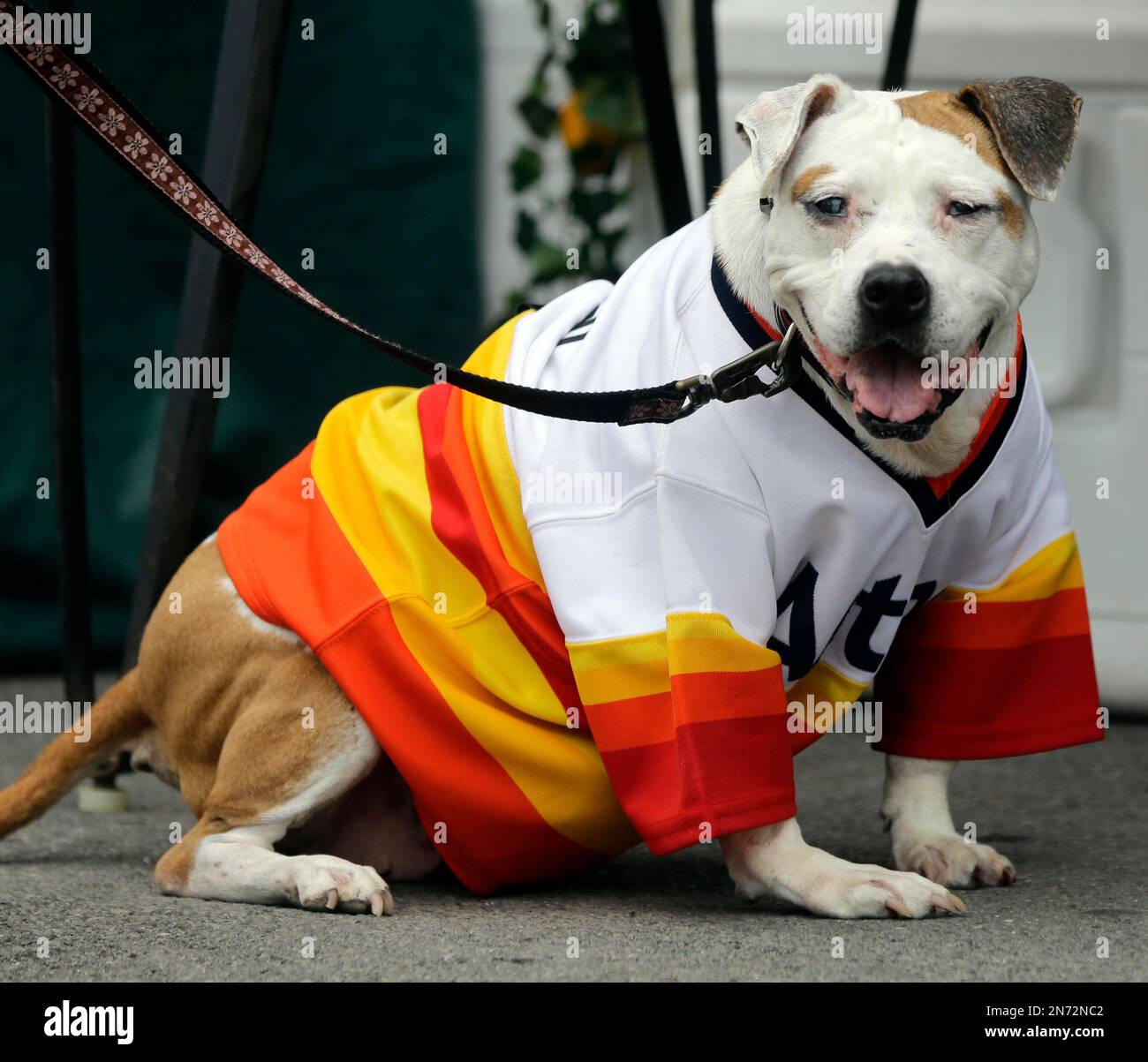 A pit bull named Mango wears a Houston Astros jersey while walking with  owner Mike Rathsam, of Sound Beach, N.Y., on Saturday, July 27, 2013, in  Cooperstown, N.Y. Jacob Ruppert, Hank O'Day