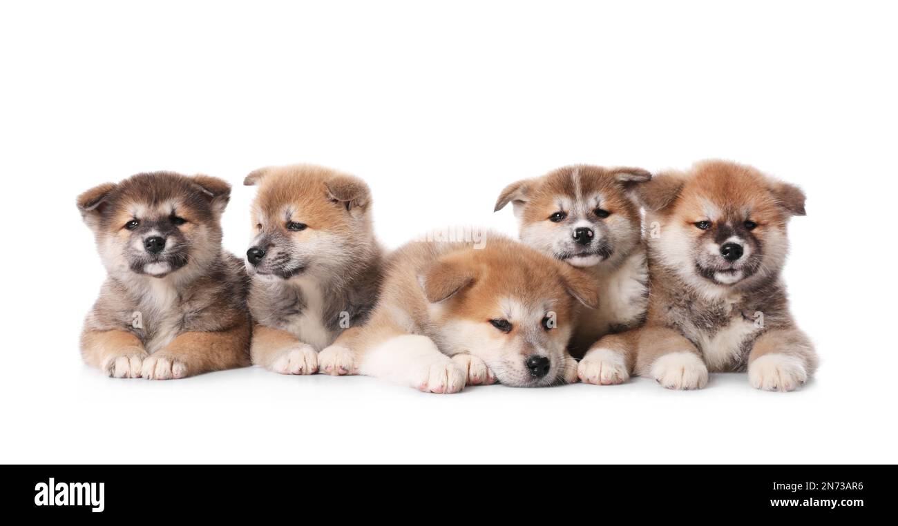 Adorable Akita Inu puppies on white background Stock Photo - Alamy
