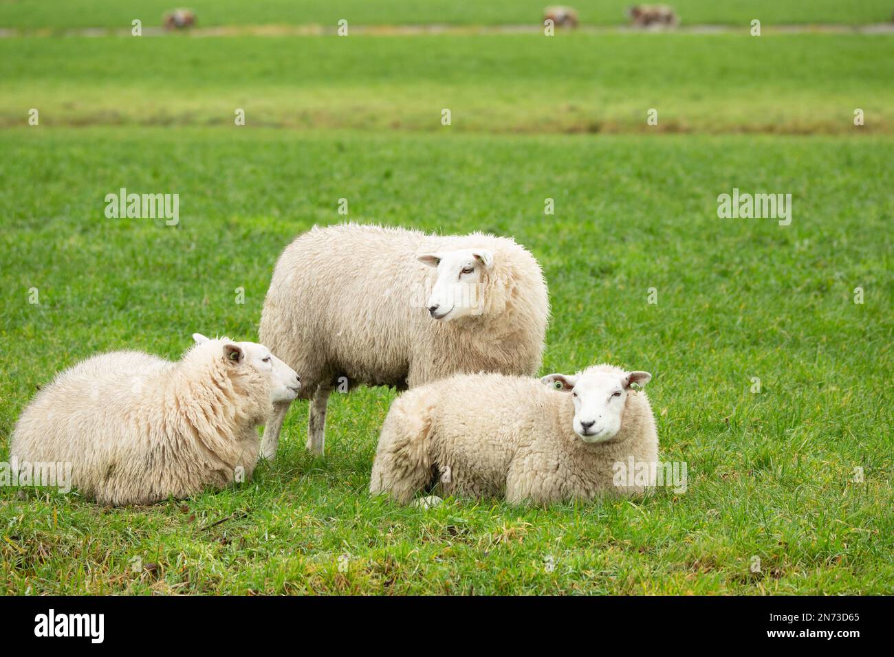 Close up of a flock of three Texel sheep lying and standing in a green meadow in the Green Heart of the Dutch Randstad near Alphen aan den Rijn Stock Photo
