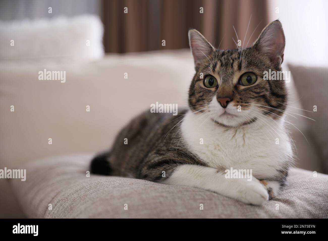 Cute cat on sofa hi-res stock photography and images - Alamy