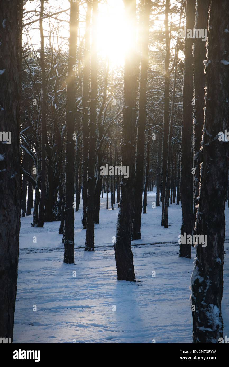 Picturesque view snowy pine hi-res stock photography and images - Alamy