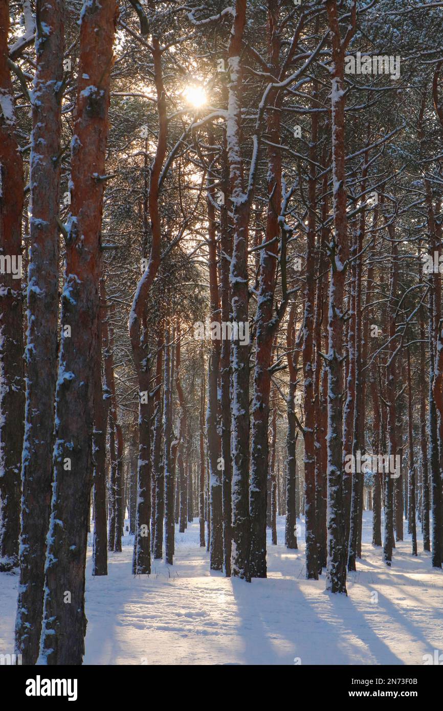 Picturesque view snowy pine hi-res stock photography and images - Alamy
